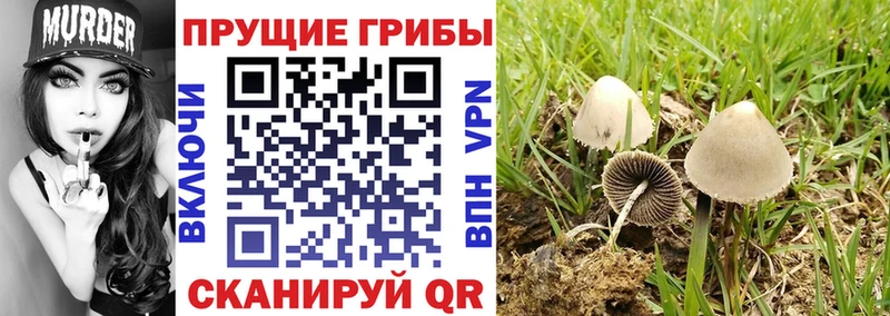 Галлюциногенные грибы Psilocybine cubensis  Туапсе 